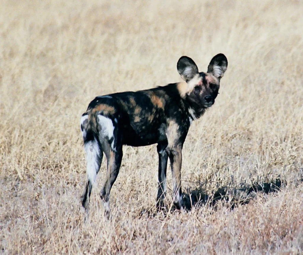 African Wild Dog, Kalahari Desert