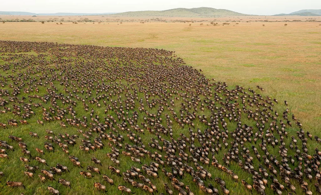 Wildebeest Migration in The Serengeti