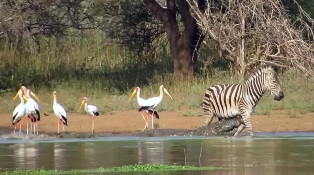 Zebra Escapes the Jaws of 2 Crocodiles