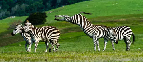 Zebra Kick
