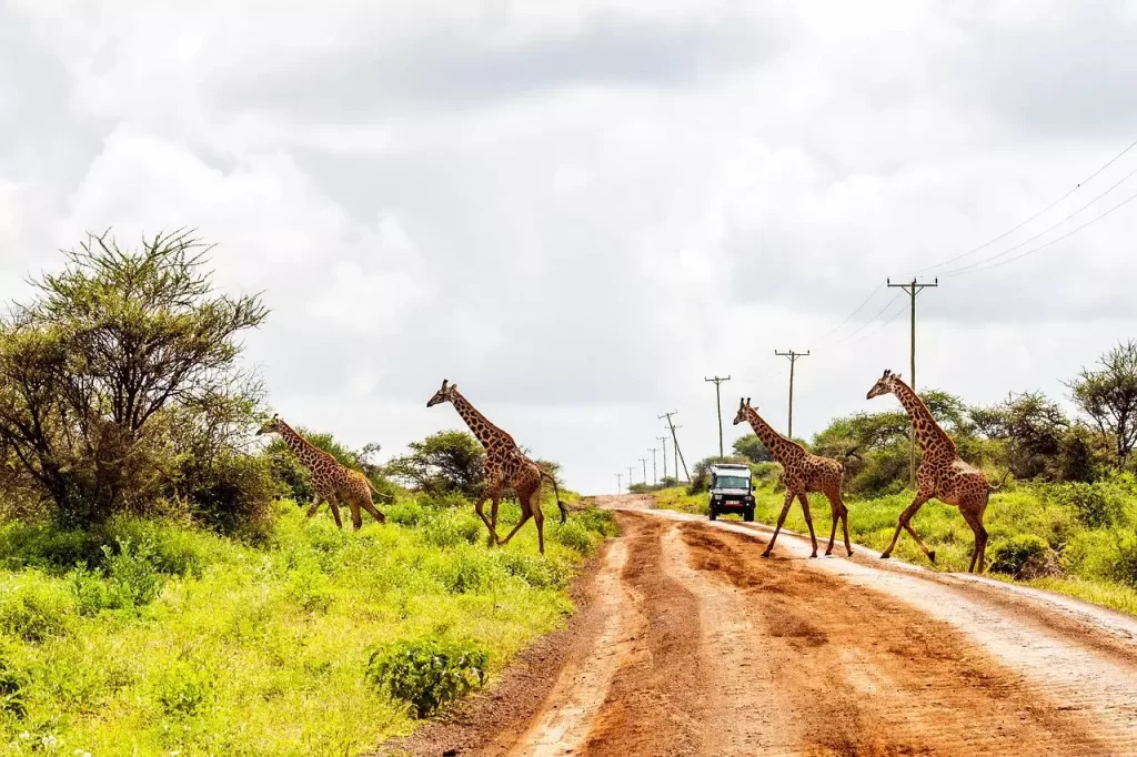 Giraffes Crossing In Amboseli National Park