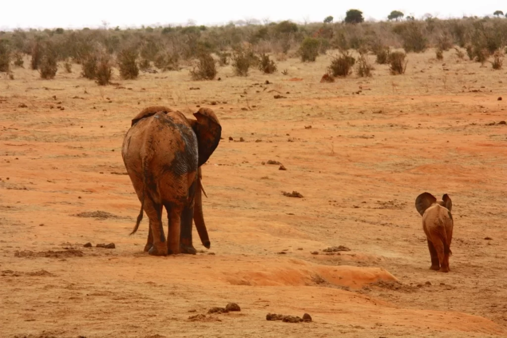 Elephant and its Calf, Kalahari Desert
