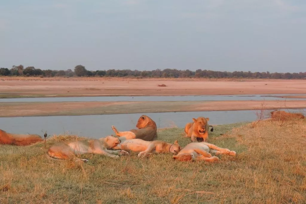 The Lions of South Luangwa National Park