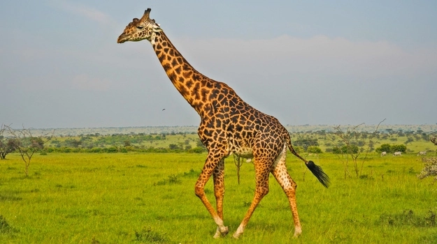 Masai Mara ,Giraffe