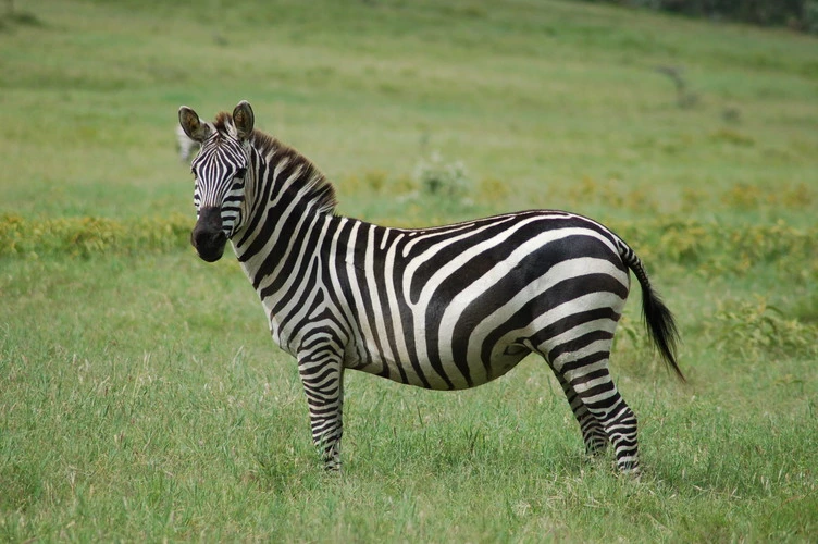 Equus quagga, Plain Zebra