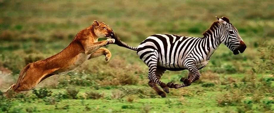 Lioness Hunting a Zebra