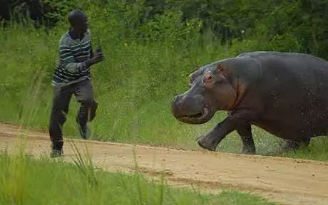 Hippo chases gamekeeper who disturbed him at feeding time