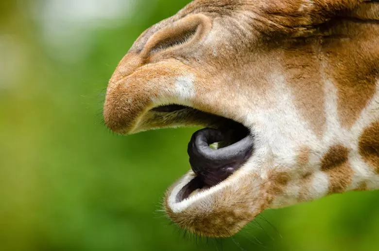 Giraffe Tongue