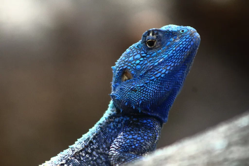 Blue-Headed Agama Lizard
