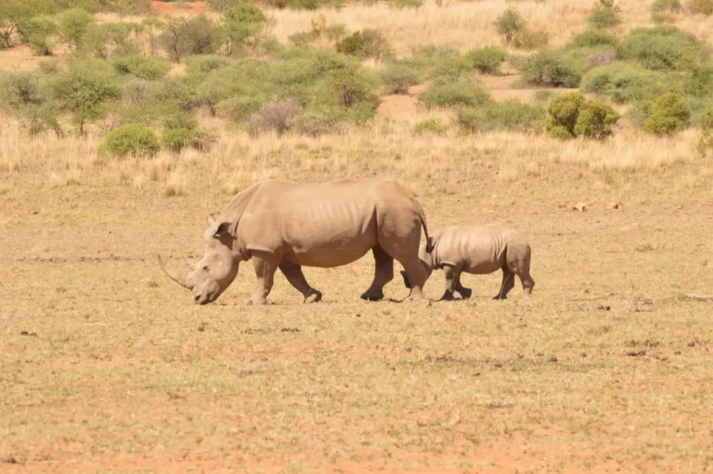 Rhino and its Calf