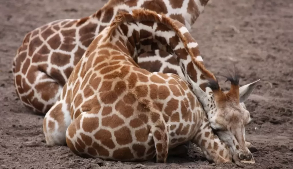 Giraffes Sleeping