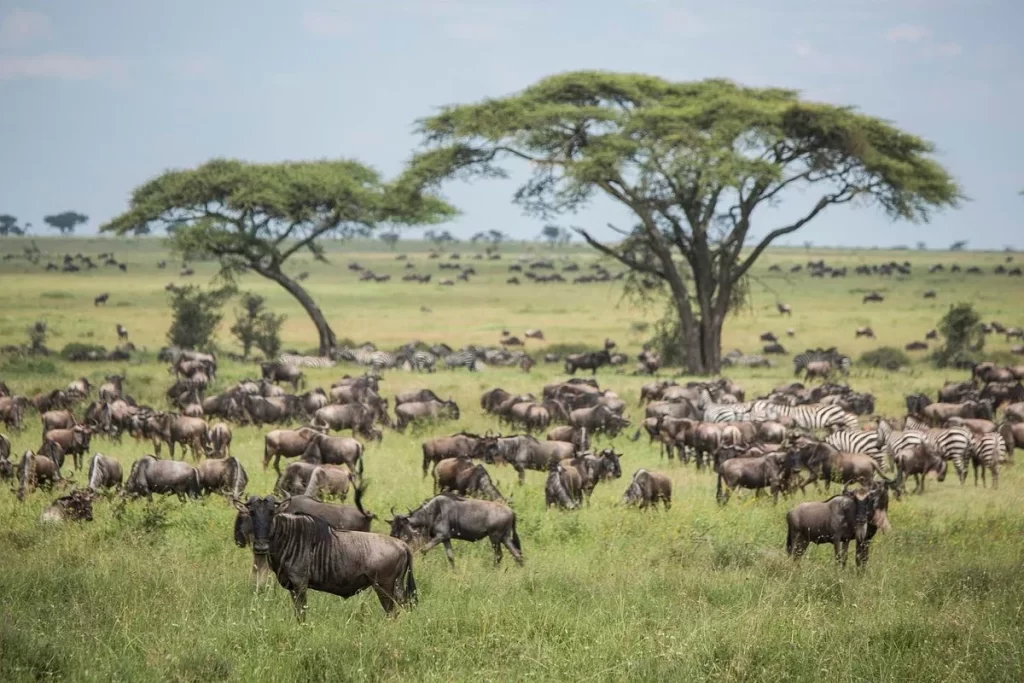 Great Migration in the Serengeti 