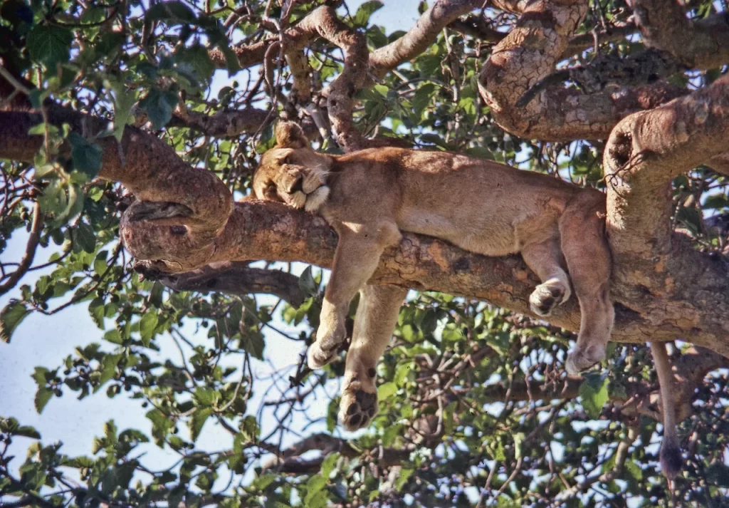 Lion Napping on a Tree