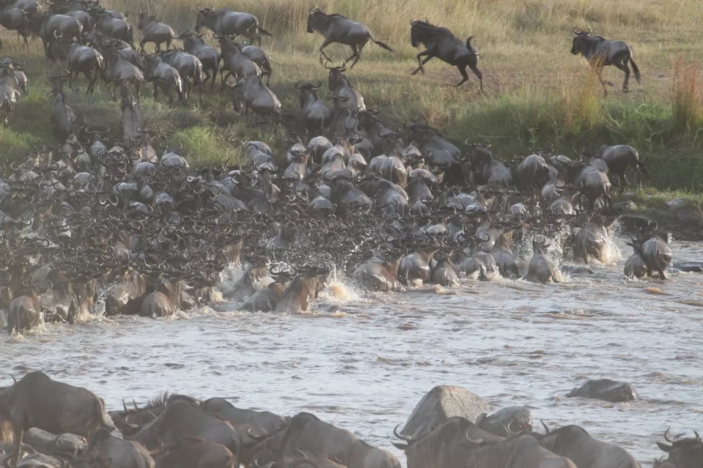 Wildebeest Crossing River at Mara