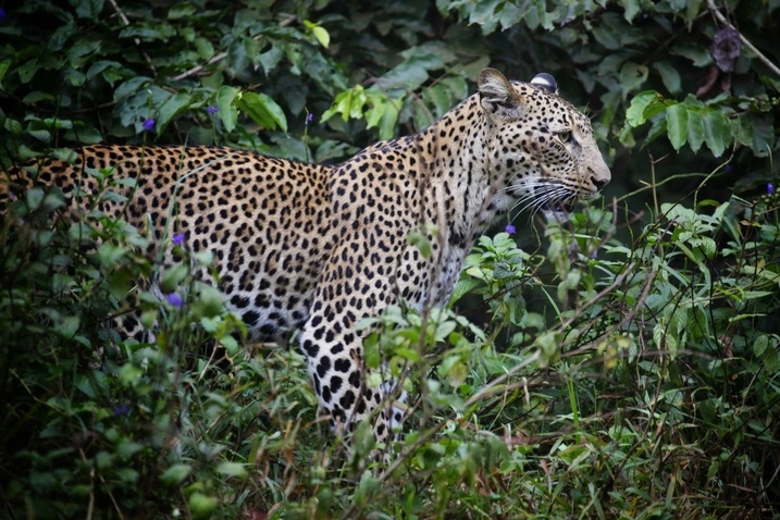 Leopard ,Shimba Hill National Conservancy